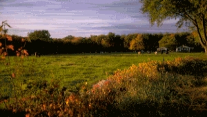farm