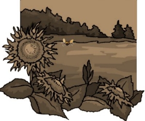 sunflowers